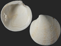 Variation119392