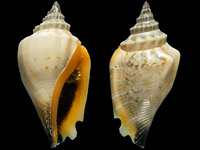 Variation219472