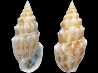 Variation119474
