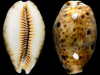 Variation319488