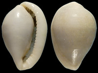 Variation319493