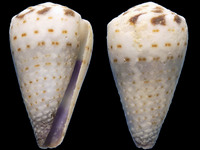 Variation119539