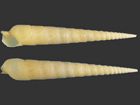 Variation419550