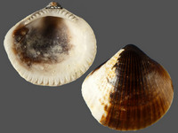 Variation419571