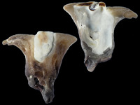 Malleus malleus