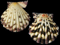Gloripallium speciosum