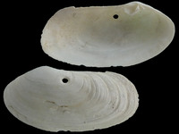 Variation219612