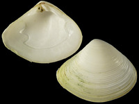 Variation319614