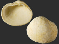 Variation219632