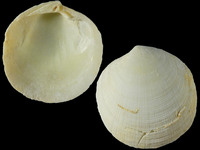 Variation419634