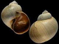 Variation219702
