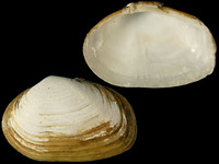 Variation219735