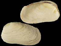 Trapezium liratum