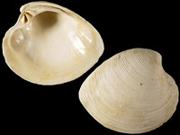 Mercenaria stimpsoni