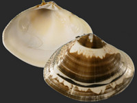 Variation419765