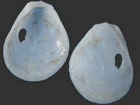 Variation219775