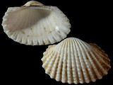 Tegillarca granosa