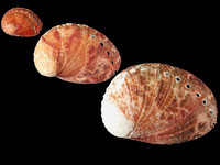 Variation319842