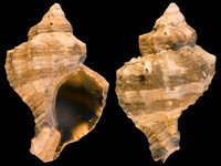 Variation319867