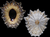 Variation419875