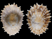 Variation219883