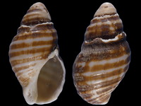 Burnupena papyracea