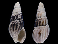 Variation219908