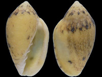 Marginella piperata