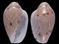 Marginella rosea