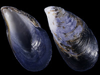 Variation419922
