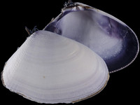 Variation219923