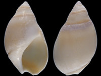 Bullia laevissima