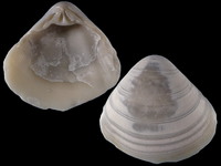 Variation319949