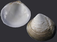 Geloina vanikorensis