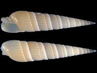 19960