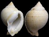 Cassidaria tyrrhena