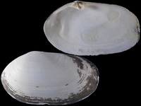 Variation320019