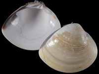 20096