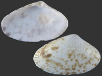 Oxyperas aspersa