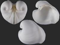 Meiocardia cumingi