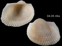 Anadara rhomboidalis