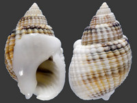 Variation220223