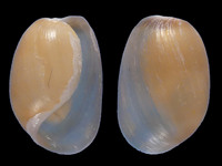 Variation220230