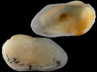 Variation120256