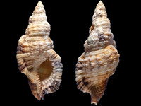 Variation420264
