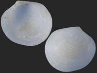 Variation320275