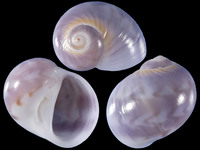 Variation320284
