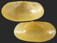 Lepirodes aurantius