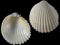 Variation320303