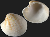 Pitar affinis